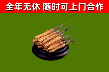 绥芬河烟酒回收冬虫夏草.jpg